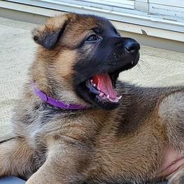 German Shepherd Puppies from Wind Dance German Shepherds