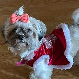 Shih Tzus and Yorkshire Terriers from Morning Glory Kennels