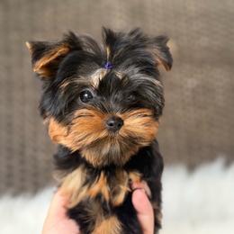 Holly - Black and tan female Yorkshire Terrier puppy in Liberty, Texas from Tiny Yorkshire pups