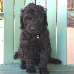 CARBON - Black male Poodle puppy in Aurora, Colorado from Simply Amazing Doodles