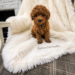 Maple - Red  male Poodle puppy in Midway City, California from Rapture Red Poodles
