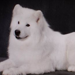 Samoyeds from Alta Samoyeds