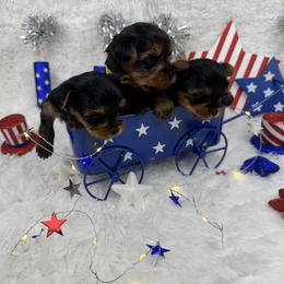 Yorkshire Terrier Puppies from Teenie Sweeties Yorkies