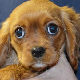 Sophie - Ruby female Cavalier King Charles Spaniel puppy in Townville, South Carolina from Mid Lake Cavaliers
