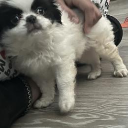 Rex - White and black male Japanese Chin puppy in Connecticut from Lissette's pups chins and bullies