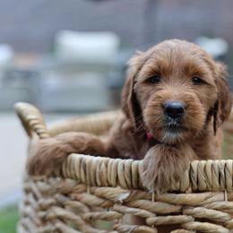 Pink Charm - Red  female Goldendoodle puppy in Chicago, Illinois from Dos&CoKennels