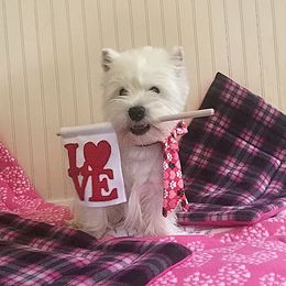 West Highland White Terrier All Grown Up from Wildwood Westies