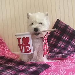 West Highland White Terrier All Grown Up from Wildwood Westies