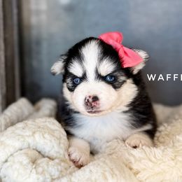 Waffles - Black and white Pomsky puppy in Grass Valley, California from Karalot Pomskies