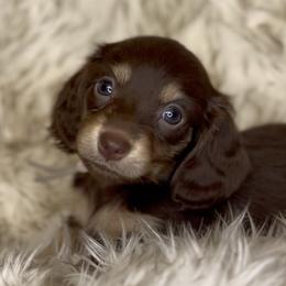 Kenzie's Chocolate and Cream -- Girl (Lt Peach collar) - Chocolate and cream female Dachshund puppy in Kalama, Washington from Dazzling Doxies