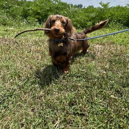 Tater Tot - Dachshund
