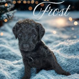 Frost - Black and white male Bernedoodle puppy in Greenville, South Carolina from Halo BerneDo