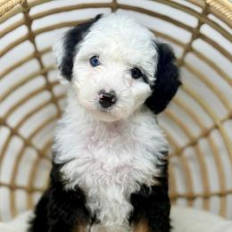 Kelly - female Australian Mountain Doodle puppy in Sterling, Colorado from North 40 Doodles