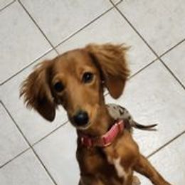 Honey - Dachshund