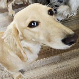 Moo moo - Dachshund