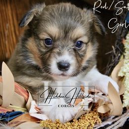 Red.Sable FLUFF Girl 2 Docked Tail - Red female Pembroke Welsh Corgi puppy in Locust Grove, Oklahoma from Hidden Hillsides Corgis