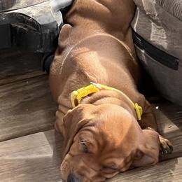 Dachshund Puppies from Witchy Woman’s Wiener’s