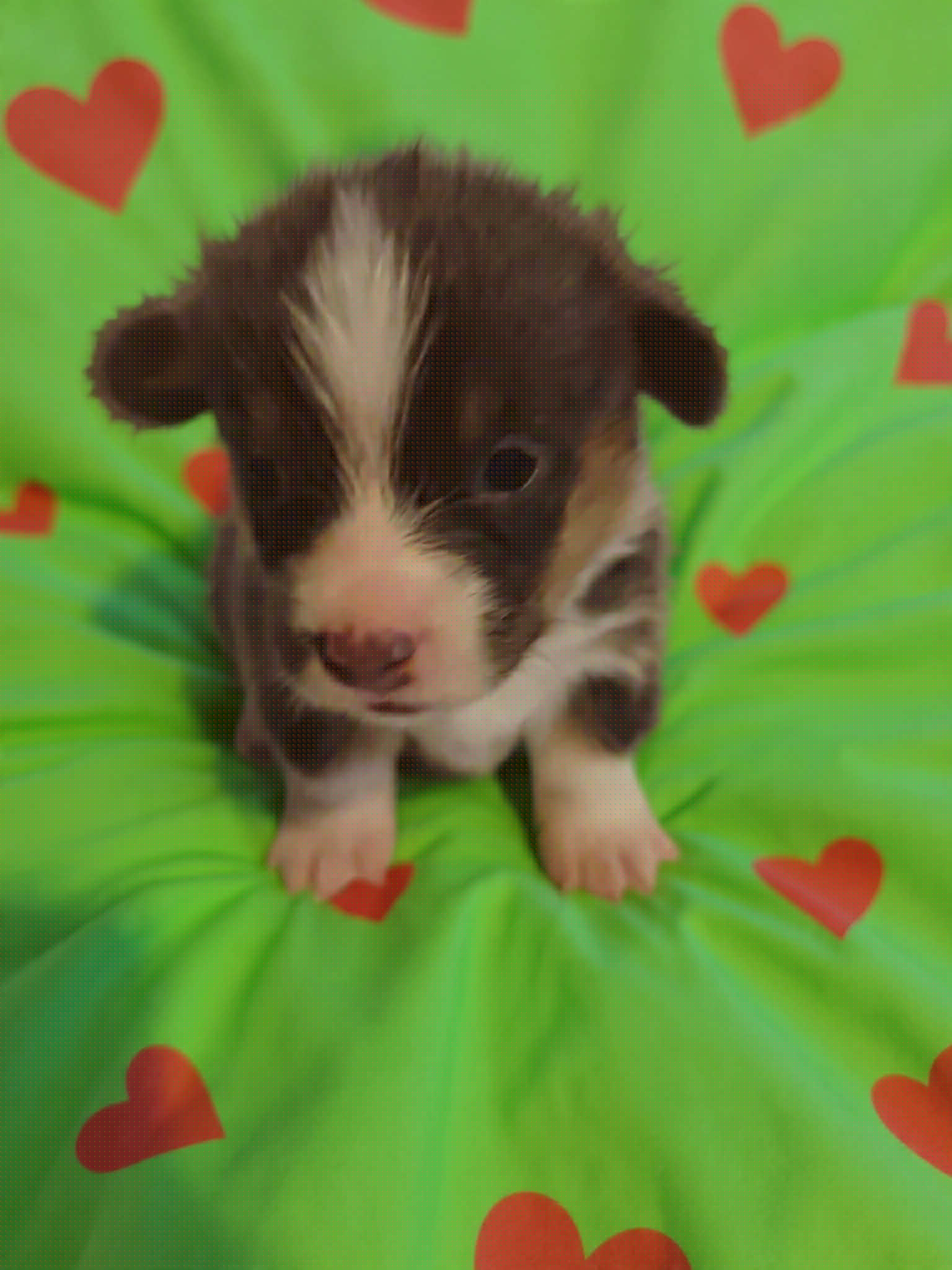 Cash - Blue male Pembroke Welsh Corgi puppy in Aleppo, Pennsylvania from Donna's Corgis