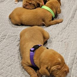 Vizsla Puppies from Marco Pierobon