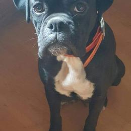 Boxers from Betty's Breezy Hill Kennels
