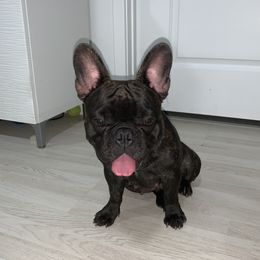 Luna - French Bulldog