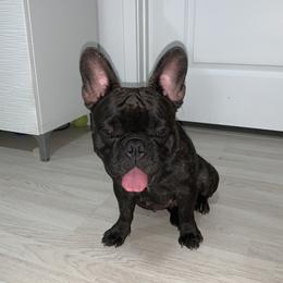 Luna - French Bulldog