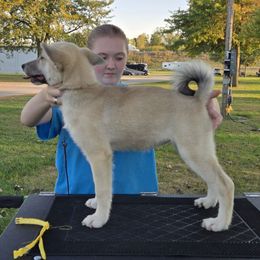 Treble (Yellow) - Black female Norwegian Buhund puppy in Lawton, Michigan from J-Lyn