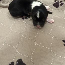 Blue - Black and tan male Pembroke Welsh Corgi puppy in Eltopia, Washington from PNW Pup Co.