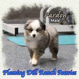 Pardon - Blue merle male Toy Australian Shepherd puppy in Forestburg, Texas from Flaming Dill Ranch Aussies