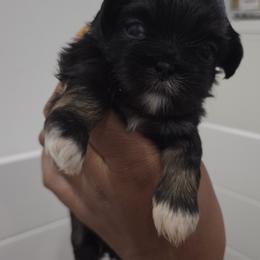 Shih Tzu Puppies from Shih Tzu Zoo Florida
