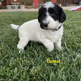 Australian Labradoodle Puppies from Lokal Labradoodles
