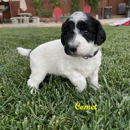 Australian Labradoodle Puppies from Lokal Labradoodles