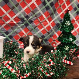 Jack-Orange - Pembroke Welsh Corgi puppy from Holly Ridge Aussies, Aussiedoodles & Corgis