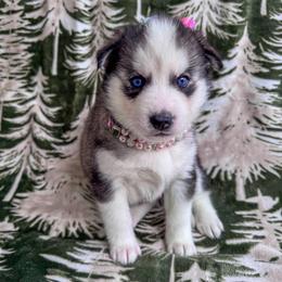 Stormy - Black and white female Pomsky puppy in Venus, Pennsylvania from Hemlock Pines Pomsky