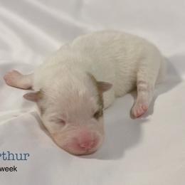 Arthur - Red and white male Pomsky puppy in Winston, Oregon from Arctic Tails Spitz