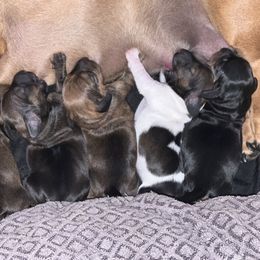 Dachshund Puppies from Angela's Dachshunds