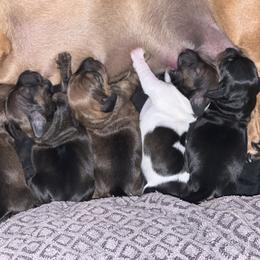 Dachshund Puppies from Angela's Dachshunds
