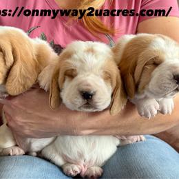 Girl 1 - Red and white female Basset Hound puppy in Scottsbluff, Nebraska from On My Way 2U Acres