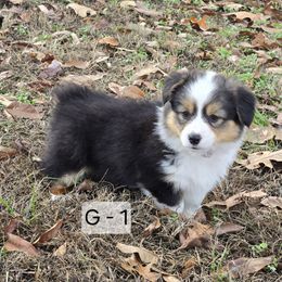 1 girl - Black and tan female Pembroke Welsh Corgi puppy in Harrisburg, Illinois from Parish Corgis