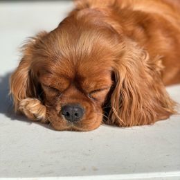 Winnie - Cavalier King Charles Spaniel