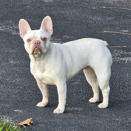 French Bulldogs from Kristen's French Bulldogs