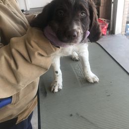 Brittany Puppies from KB Britts
