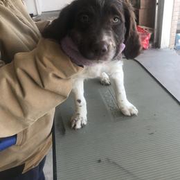 Brittany Puppies from KB Britts