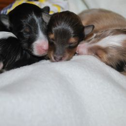 Shetland Sheepdog Puppies from Sheltiepal