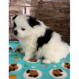 Fendi - Black parti male Pomeranian puppy in Rockford, Alabama from Wickedly Cute Puppies