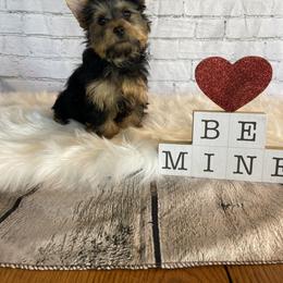 Goldendoodle and Yorkshire Terrier Puppies from Pups of the Lowcountry