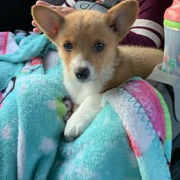 Pembroke Welsh Corgi Puppies from Gotta Chase Em All Corgis