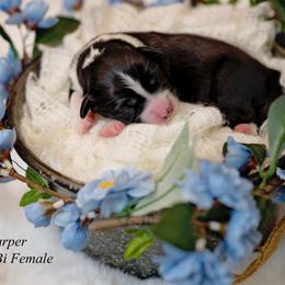 Harper - Black & white female Miniature Australian Shepherd puppy in Mechanicsburg, Pennsylvania from TJ's Aussies