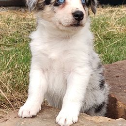 Border Collie Puppies from Bond Border Collies