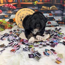 Myth - Black tri-color male Australian Shepherd puppy in Fredericksburg, Virginia from Cooper Ridge Aussies